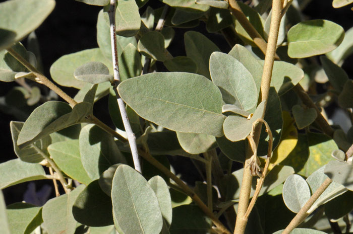 Hinds Nightshade has greenish-gray leaves, variable in shape from oblong-lanceolate to ovate. The bottom surface with dense whitish hairs (tomentose). Solanum hindsianum